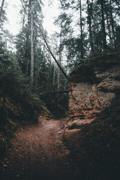 View of the Risbieteri kalju sandstone outcrop along a forest path surrounded by tall pine trees and autumn foliage in Valgesoo, Polva maakond, Estonia.