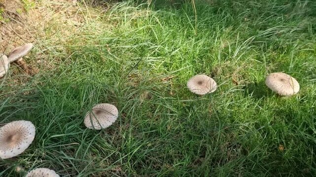 shows a parasol mushroom cap Concentric dark scales cap is covered in coarse, brownish scales that break apart as the cap expands, leaving a darker central bump umbo Size: Parasol mushrooms are famous
