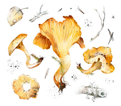 Watercolor hand drawn set of chanterelle mushrooms with roots, moss, pine twigs, dry leaves, spider, isolated on white background. Rustic autumn forest clipart for fall and nature design