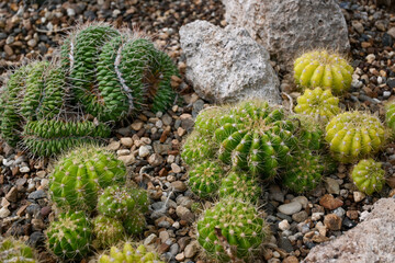 A group of yellow and green little cactus planted in sand and gravel © Sunny