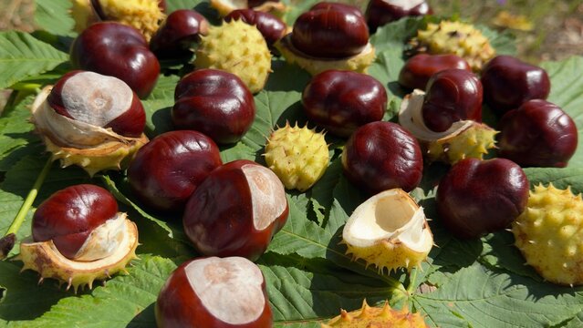 Seasonal autumn background with horse chestnuts and golden foliage vertical view