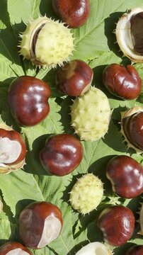 Autumn season concept with cracked horse chestnut husks on colorful foliage