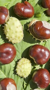 Cinematic vertical shot of glossy brown horse chestnuts among fallen leaves