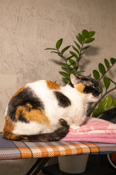 Tricolor cat with fluffy tail sits sideways on ironing board with checkered cover and pink towel near zamioculcas against textured wall in soft light with negative space above