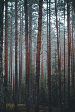 View of tall pine trees in the misty Meenikunnu Bog in Nohipalo, Polva County, Estonia.