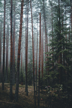 View of the misty pine forest in Meenikunnu Bog with tall tree trunks, mossy ground, and soft diffused light in Nohipalo, Polva County, Estonia.