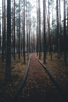 View of Meenikunnu Bog with a wooden boardwalk path winding through a dense pine forest in Nohipalo, Polva County, Estonia.