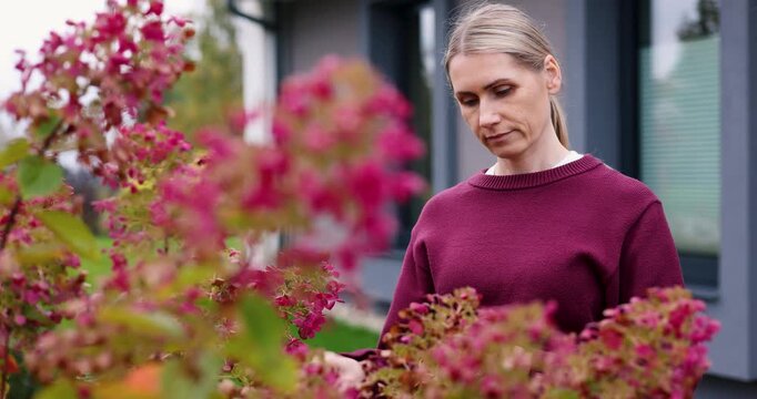 Woman gardening and taking care of pink hydrangea bush in the home backyard