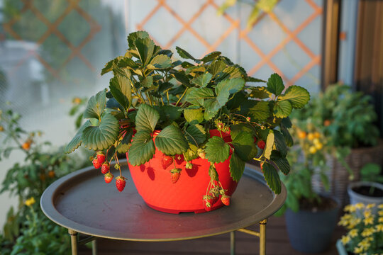 Strawberry plant with ripe red berries growing in a colorful container on a sunny urban balcony, illustrating home gardening and growing food in small spaces