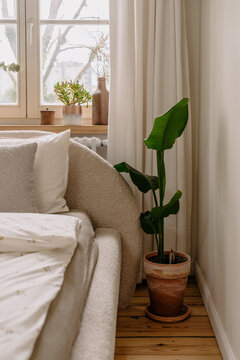 Bedroom interior with cozy bed, white bedding, and green houseplant