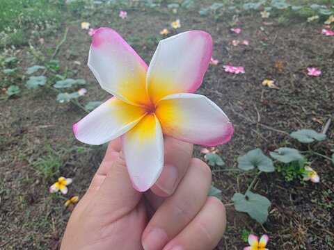 Beautiful frangipani flower falling on the ground nature background.