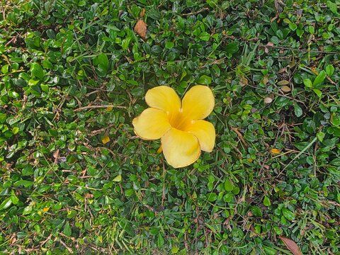 Beautiful yellow allamanda cathartica flowers blooming in the garden.