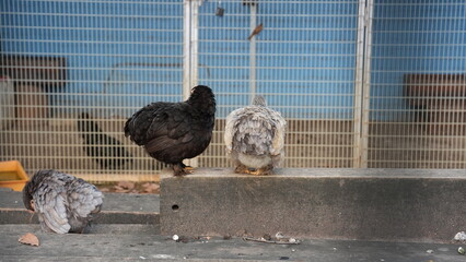 Three Chickens Resting in a Wire Enclosure © Jimmy