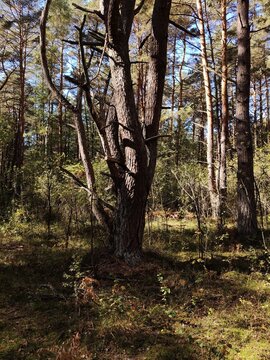 autumn forest in the morning