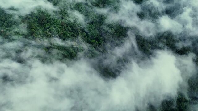 Aerial view of the lush tropical forest of Bukit Sabak Sukabumi shrouded in thick morning mist and clouds in Sukalarang, West Java, Indonesia.