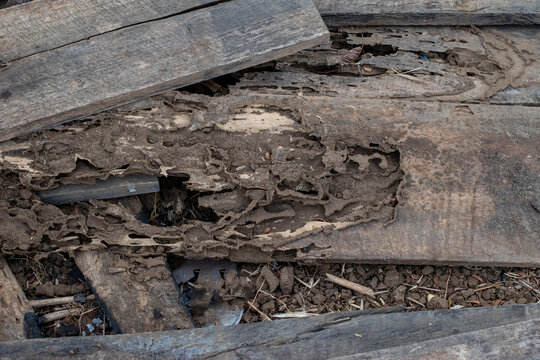 A wooden board damaged by termites. An old wooden board destroyed by a termite infestation, showing damage to its texture and structure.