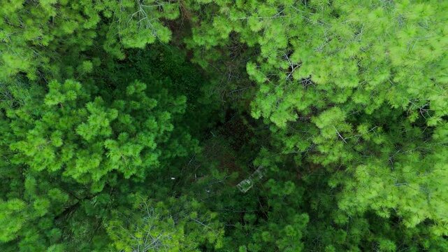 Aerial view of the dense pine forest at Bukit Sabak Sukabumi with lush green canopy and textured foliage in Sukalarang, West Java, Indonesia.