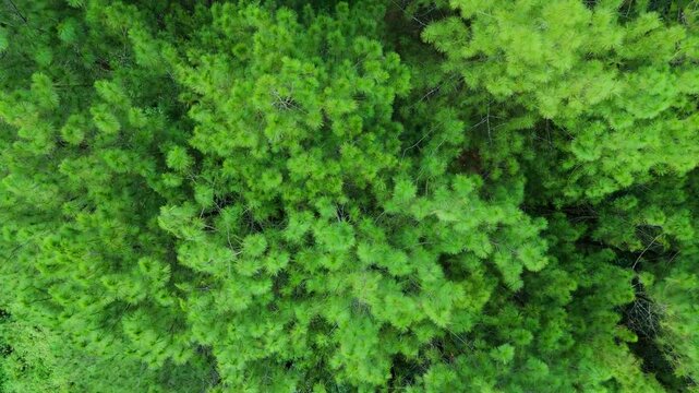 Aerial view of the dense pine forest canopy at Bukit Sabak Sukabumi in Sukalarang, West Java, Indonesia.