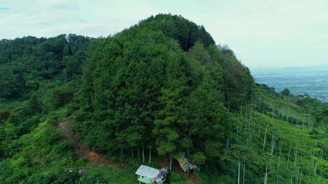 Aerial view of Bukit Sabak Sukabumi covered in dense pine forests under a bright sky in Sukalarang, West Java, Indonesia.