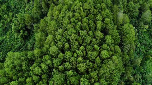 Aerial view of dense lush green forest canopy covering the hillside of Bukit Sabak Sukabumi in Sukalarang, West Java, Indonesia.