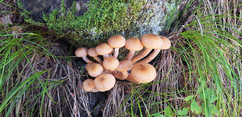 Honey fungus family (Armillaria species, honey agarics, armillaria mellea) grow under a tree stump. Panorama. © Tanya