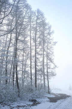 beautiful forest landscape with frozen snowy trees. hoarfrost covered trees, abstract winter nature background. cold foggy weather in early winter season. first fallen snow, freezing.