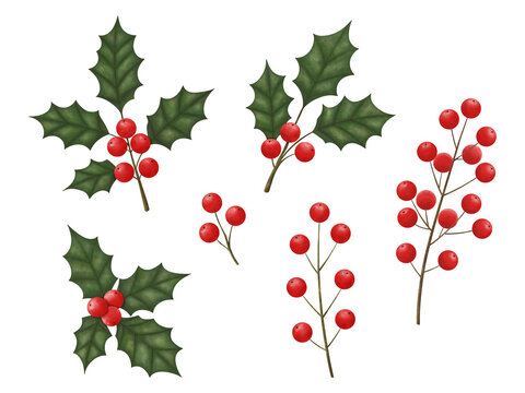 Holly with green leaves and red berries, a set of Christmas plants in watercolor style, on an isolated transparent background.