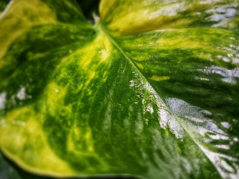 green leaf with water drops