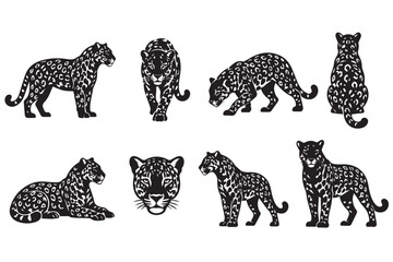 Obraz premium Vector Illustration Collection of Jaguar Silhouettes and Detailed Sketches Set 