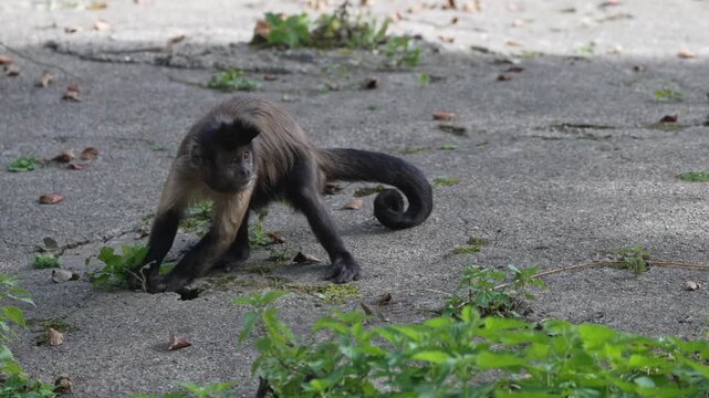 Capuchin monkeys living near humans. They forage for food in the transition zone between urban areas and the forest.