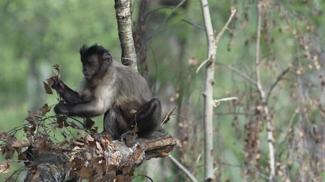 Capuchin monkeys living near humans. They forage for food in the transition zone between urban areas and the forest.