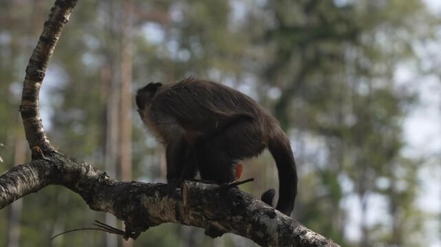 Capuchin monkeys living near humans. They forage for food in the transition zone between urban areas and the forest.