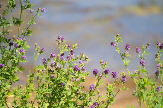 Macro of wild alfalfa lucerne flowers with blue and yellow lake background.