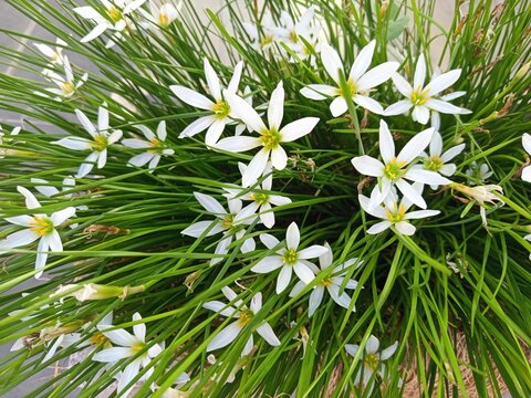 White zephyranthes rain lily flowers blooming in dense green grass