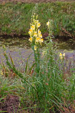 Common toadflax, also known as Yellow toadflax, on the bank of a ditch
