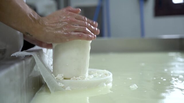 close up of hands of craftsman artisan pressing and shaping curd into cheese shape with a cloth, dairy plant cheese production, hand made food