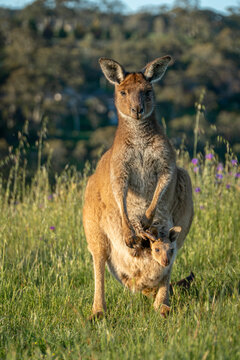 View of a mother kangaroo with a baby joey in her pouch standing in a grassy field with wildflowers in Adelaide Hills, South Australia, Australia.
