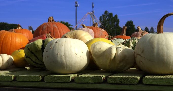 Multicolor pumpkins for Halloween 2026