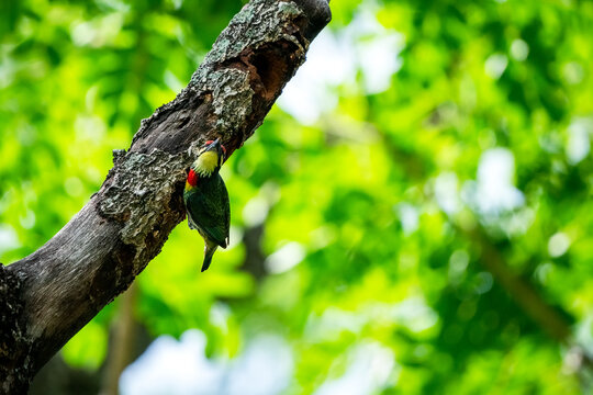Coppersmith Barbet, Psilopogon haemacephalus