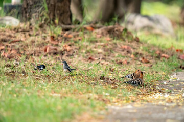 Eurasian Hoopoe, Upupa epops © songdech17