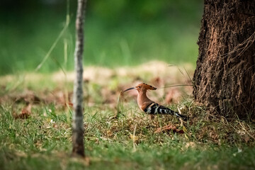 Eurasian Hoopoe, Upupa epops © songdech17
