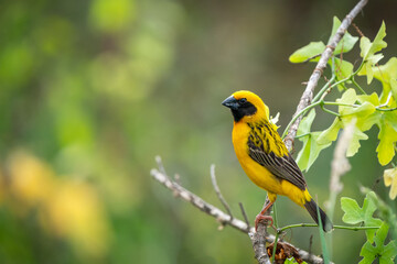Obraz premium Asian Golden Weaver