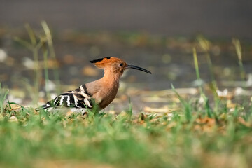 Eurasian Hoopoe, Upupa epops © songdech17