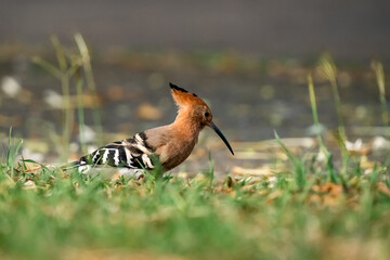 Eurasian Hoopoe, Upupa epops © songdech17