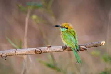 Obraz premium Green Bee-Eater, Little Green bee-eater, Merops Orientalis