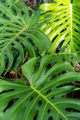 Close up of lush green Monstera deliciosa leaves in a tropical garden © Valeria Venezia