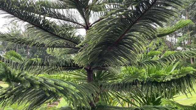 Pan Shot of Lush Green Tree Leaves with Water Droplets After Rain