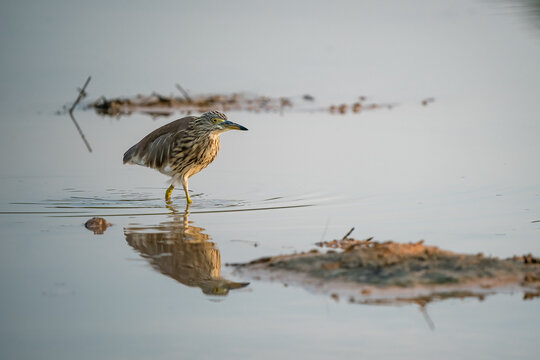 Chinese pond heron, Ardeola bacchus