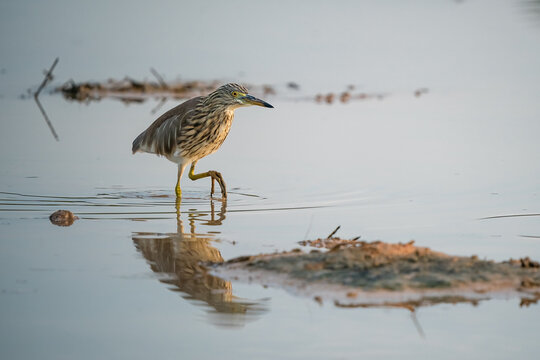 Chinese pond heron, Ardeola bacchus