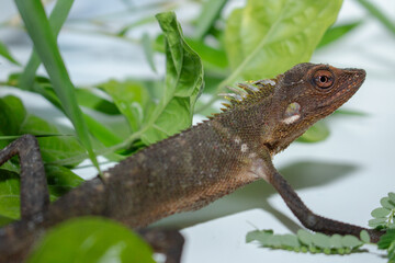 Brown Chameleon Resting on a White Surface © Raden